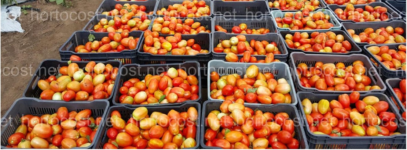 el precio del tomate al día lo encuentras en hortocost